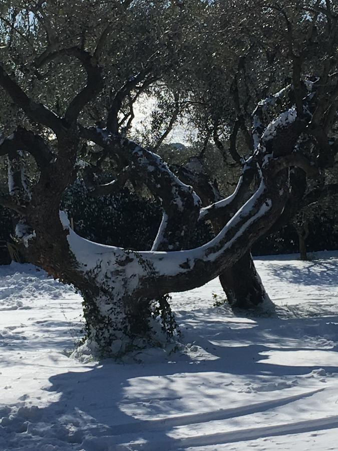 Apartmán Il Poggio Degli Ulivi Trevignano Romano Exteriér fotografie