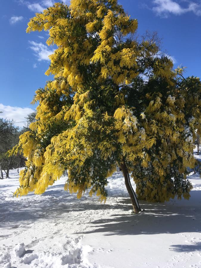 Apartmán Il Poggio Degli Ulivi Trevignano Romano Exteriér fotografie